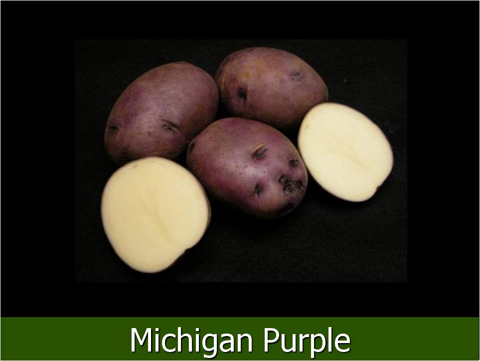 Michigan Purple